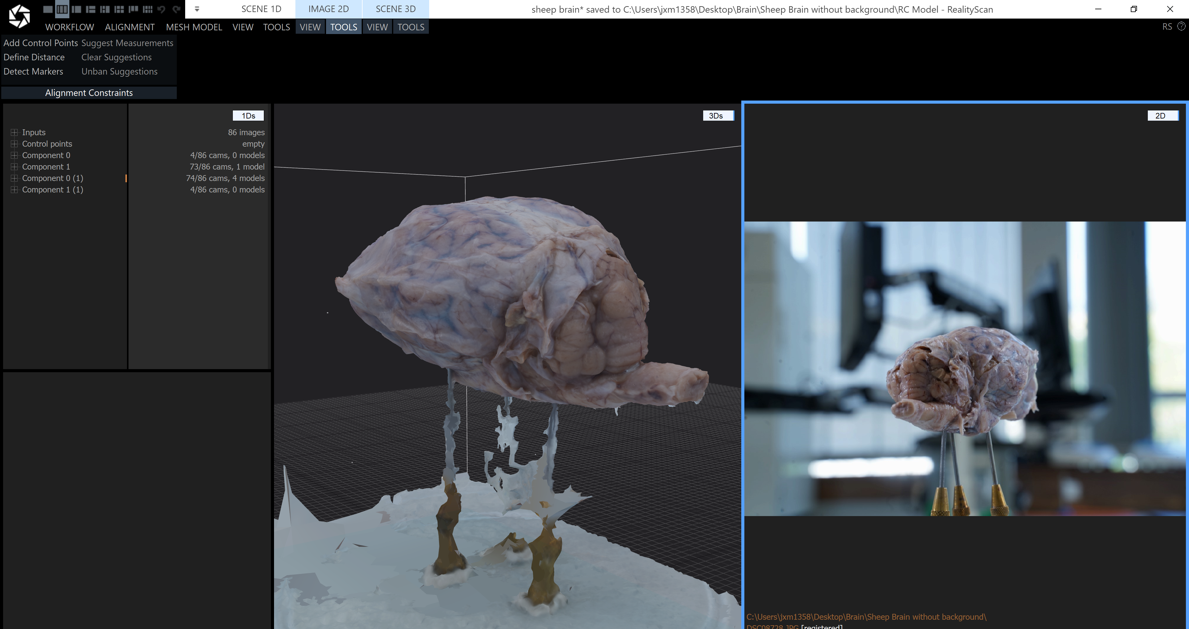 Sheep's Brain