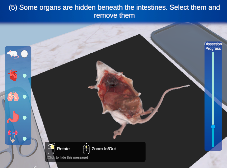 Mouse Dissection 2
