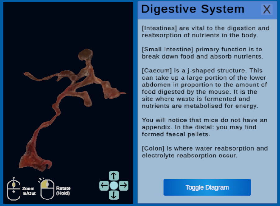 Digestive System