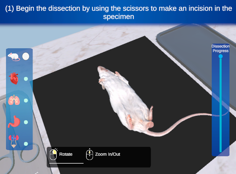 Mouse Dissection 1